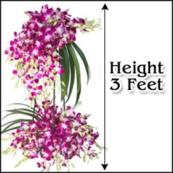 "Dozen delight - Click here to View more details about this Product